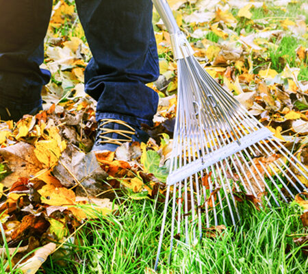 leaf cleaning service